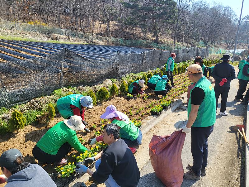 교동면_새마을지도자협의회,_꽃길_가꾸기로_상춘객_발길_유혹