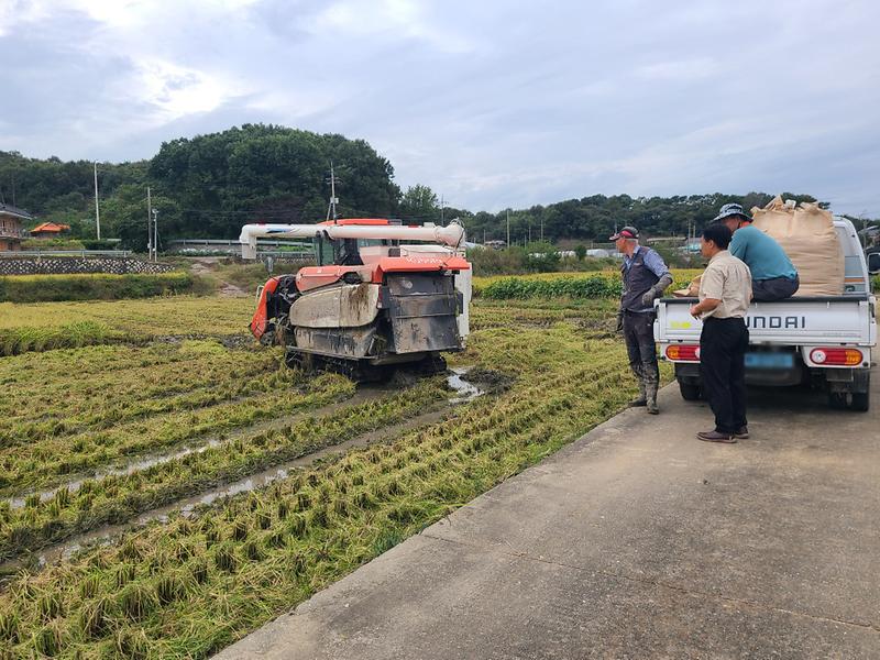 선원면,_벼_베기_현장_찾아_농가_격려