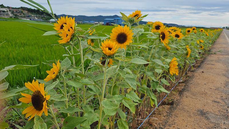 양도면,_“해바라기_만발한_황금빛_꽃길_구경하러_오세요”