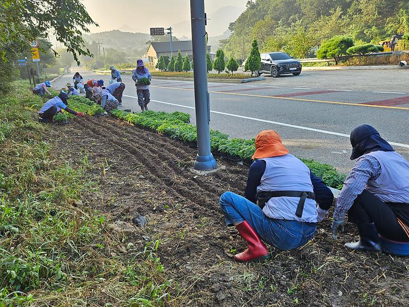 양도면_자유총연맹,_강화나들길_4코스에_메리골드_식재