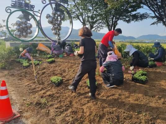 양도면_주민자치위원회,_길정리_가로화단_가을꽃으로_새_단장