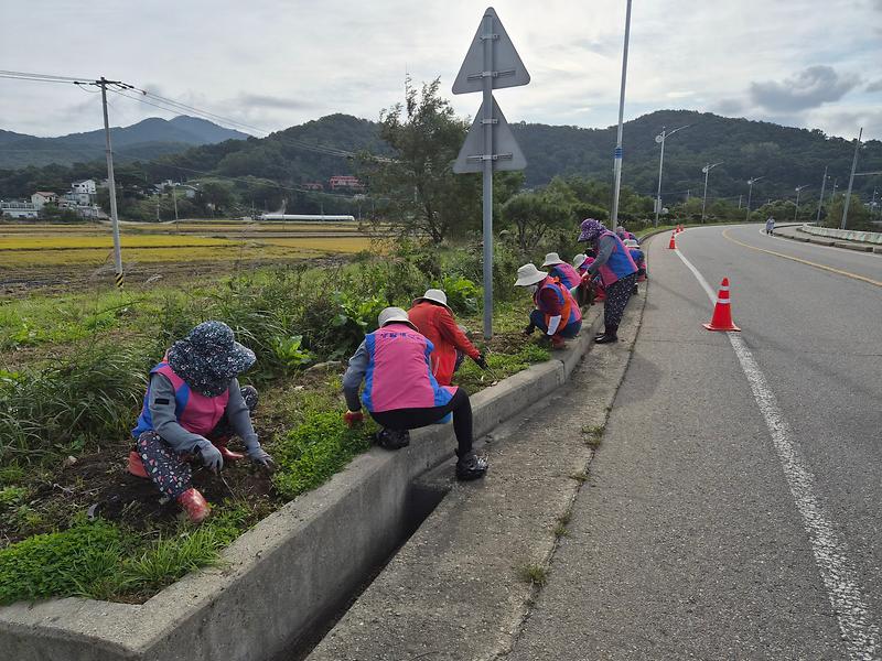 양도면_생활개선회,_건평리_해안도로_가로화단_환경_정비_실시