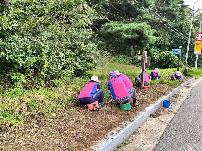 양도면_생활개선회,_신규_가로화단_조성_위한_환경정비_실시