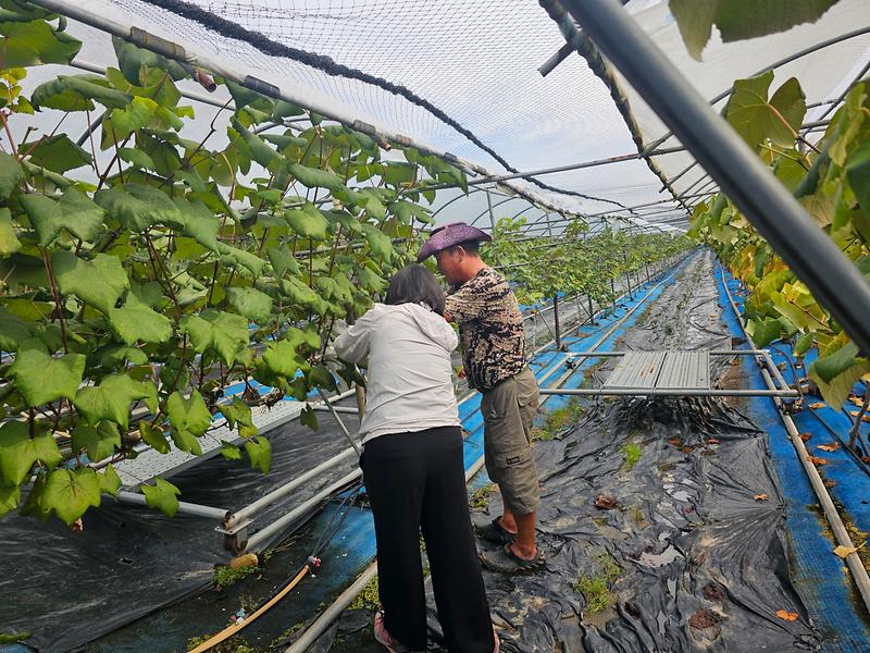 양도면,_싱싱한_포도가_주렁주렁…포도_재배_농가_방문_격려