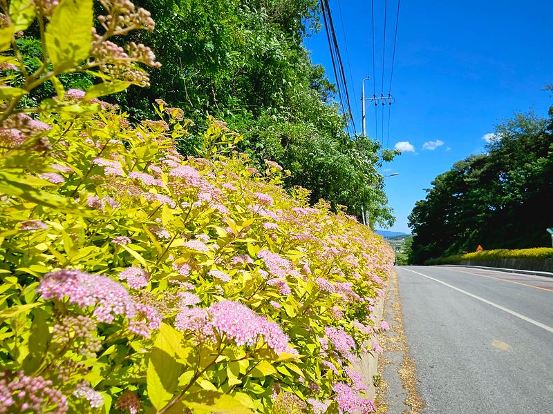 양사면_DMZ_평화의_길,_황금조팝꽃_활짝