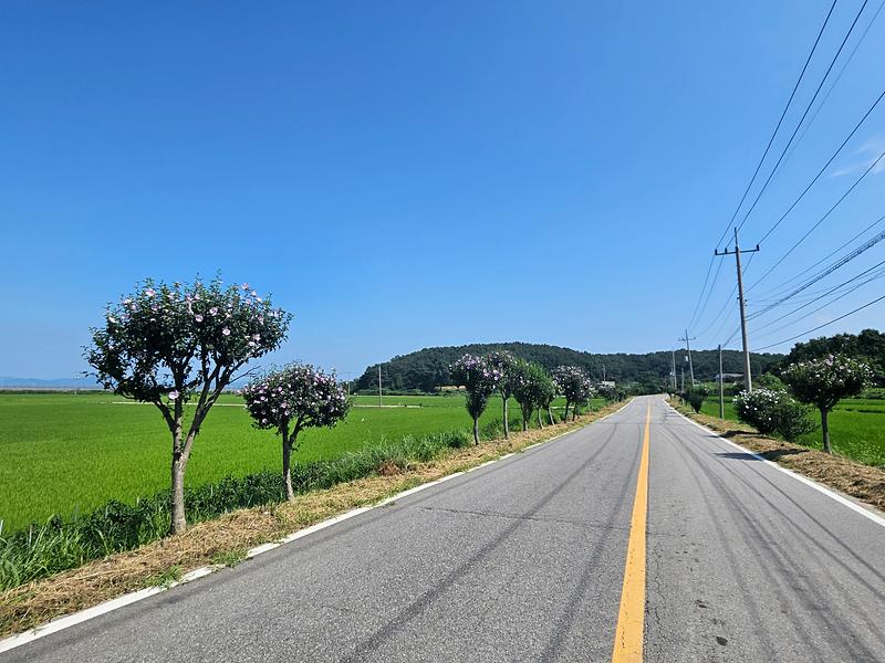 양사면,_DMZ_평화의_길에_무궁화가_‘활짝’