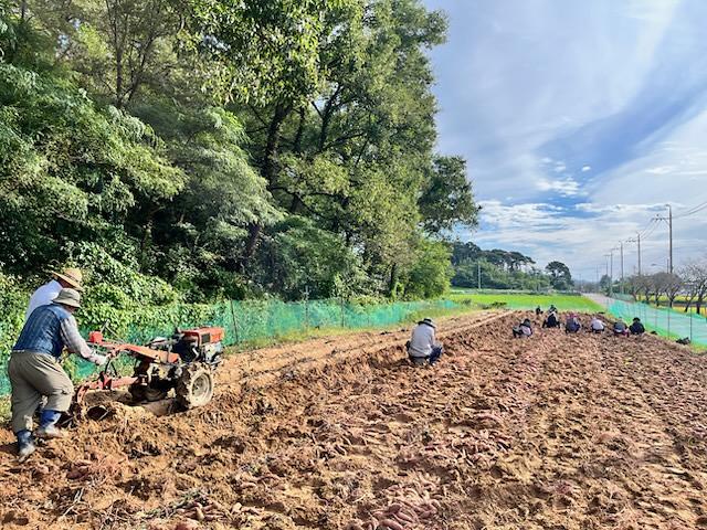 양사면_지역사회보장협의체,_‘사랑의_고구마_캐기_행사’_개최