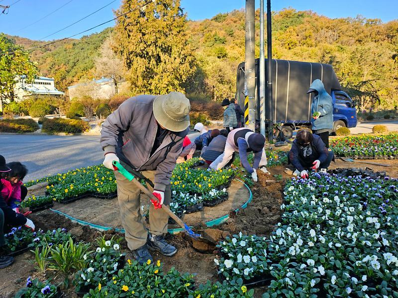 양사면_지역사회보장협의체,_겨울_팬지_식재로_아름다운_거리_화단_조성