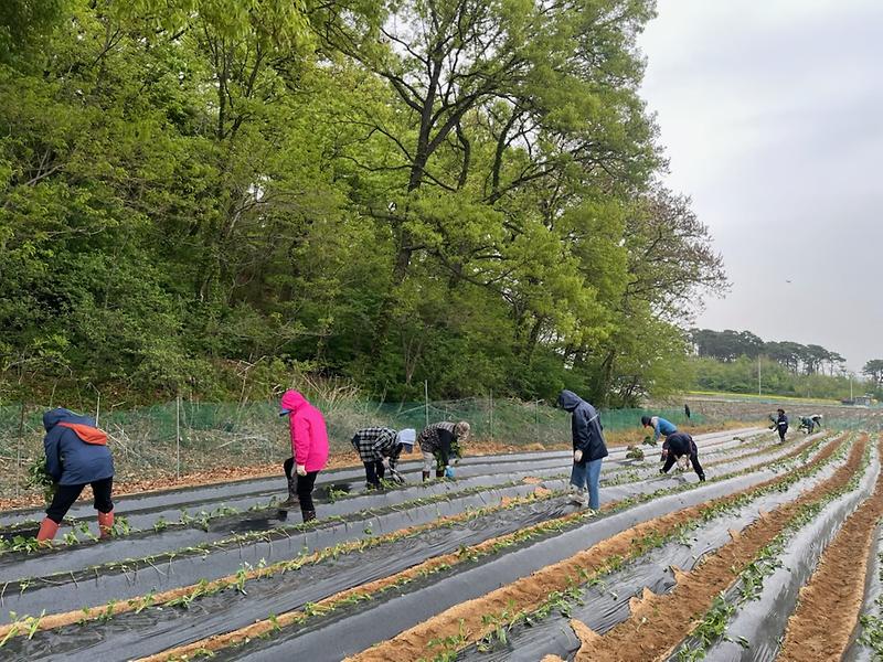 양사면_지역사회보장협의체,_이웃돕기_기금_마련_위한_사랑의_고구마_식재