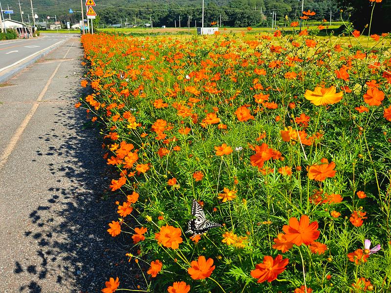 양사면,_노란_물결이_출렁이는_양사면_서해랑길,_황화_코스모스_만개