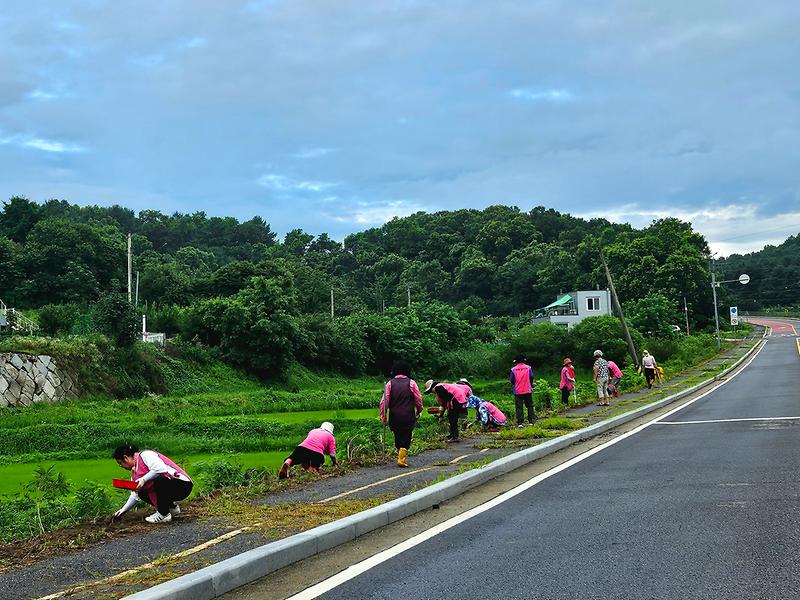 양사면_생활개선회,_서해랑길_따라_코스모스길_조성(2)