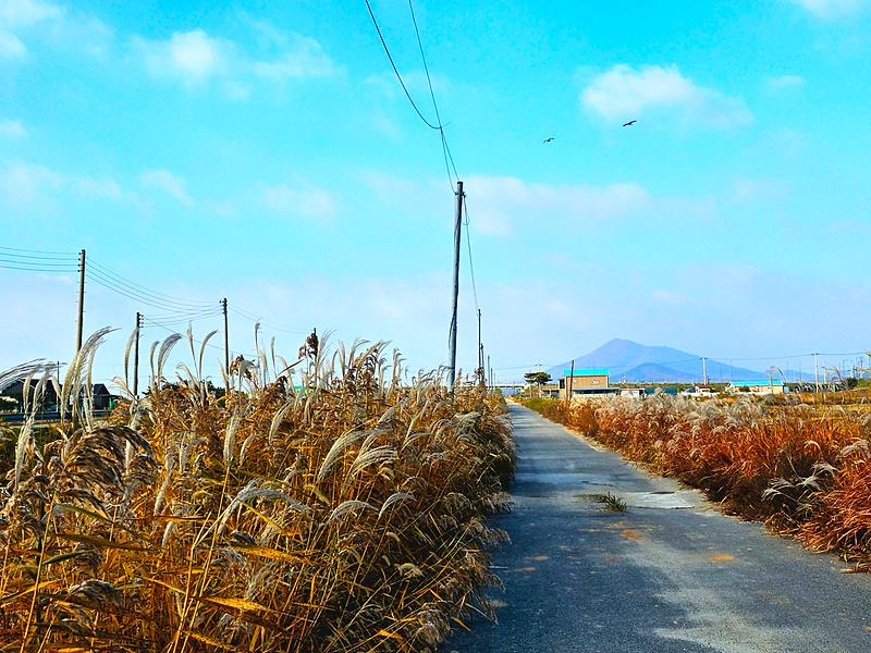 양사면,_서해랑길_103코스_인화천_구간_가을_억새_물결_‘장관’