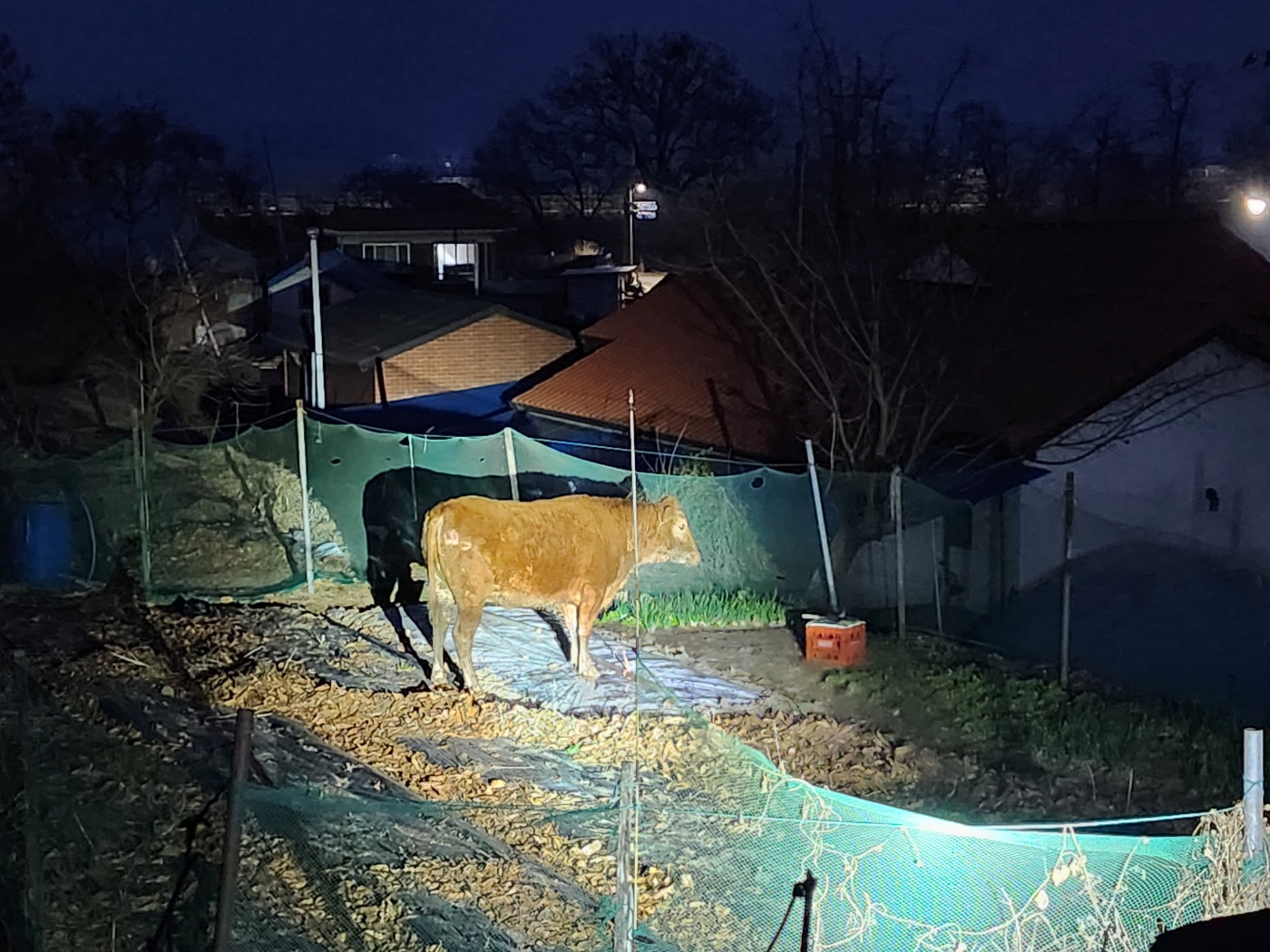 송해면,_축사_탈출_암소_산속으로_들어가…3일_만에_주인_품으로