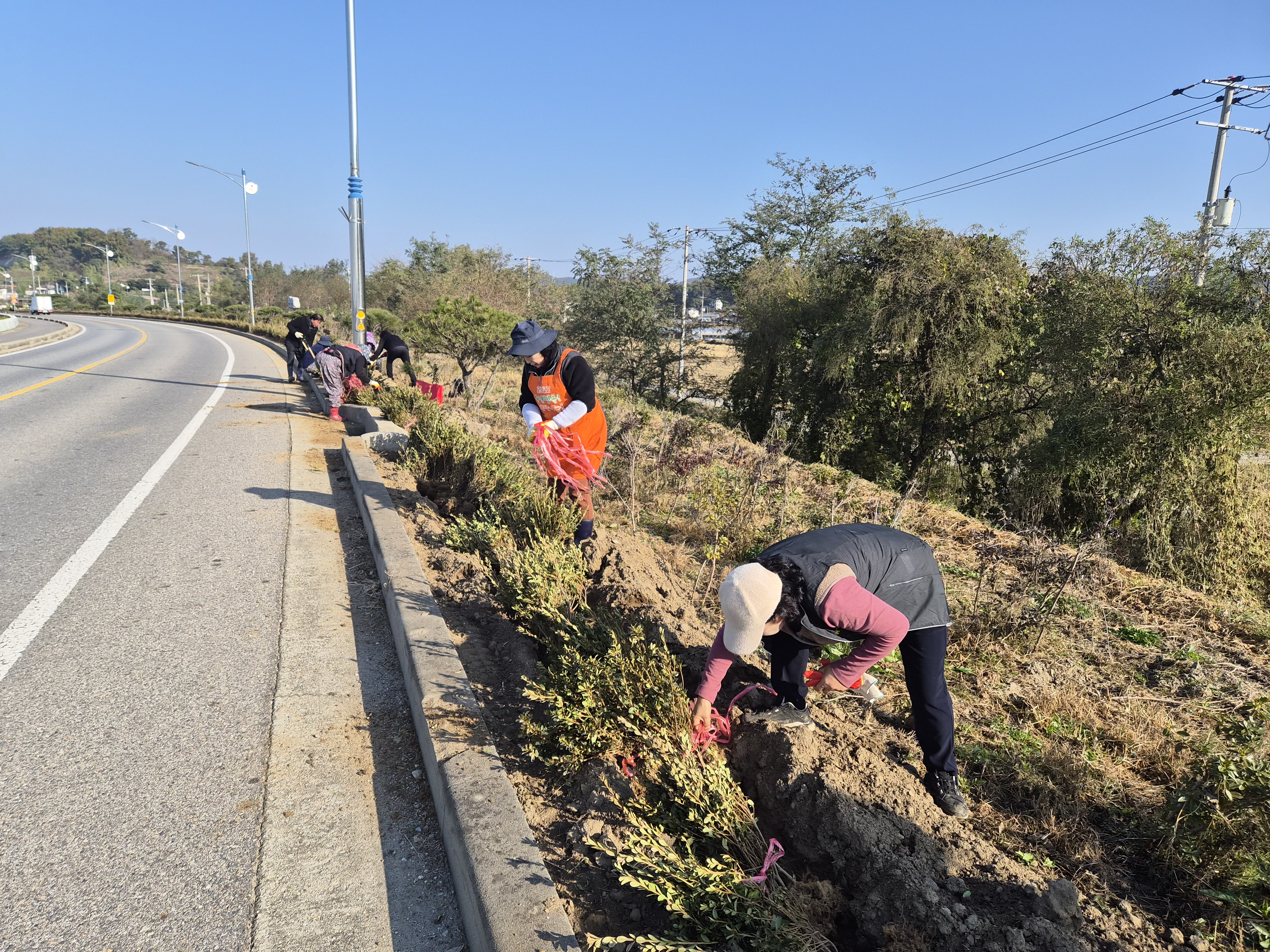 양도면_주민자치위원회,_건평리_해안도로_환경정비_및_식재_활동에_구슬땀