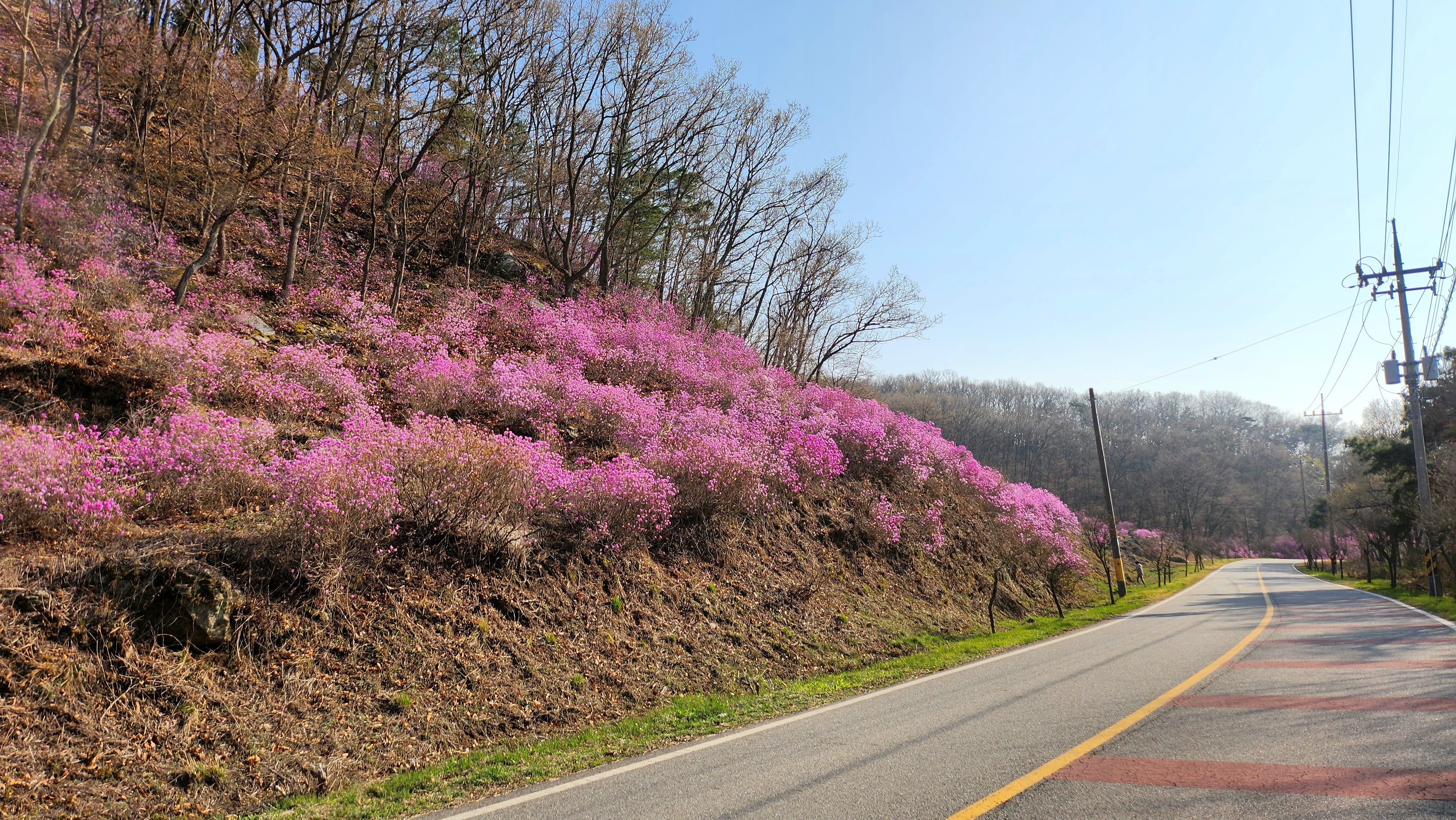양사면,_“진달래로_붉게_물든_DMZ_평화의_길로_놀러_오세요!”