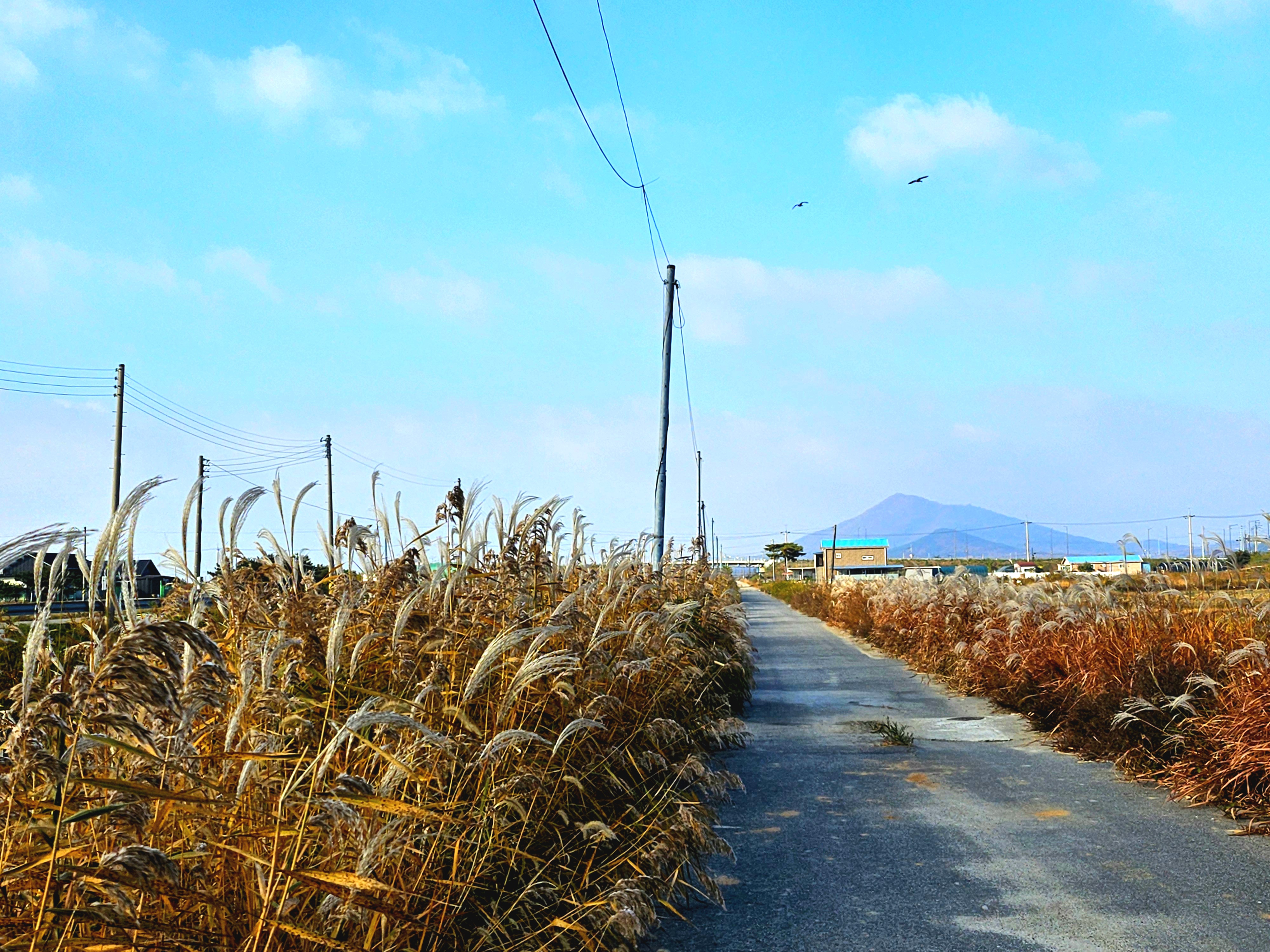 양사면,_서해랑길_103코스_인화천_구간_가을_억새_물결_‘장관’