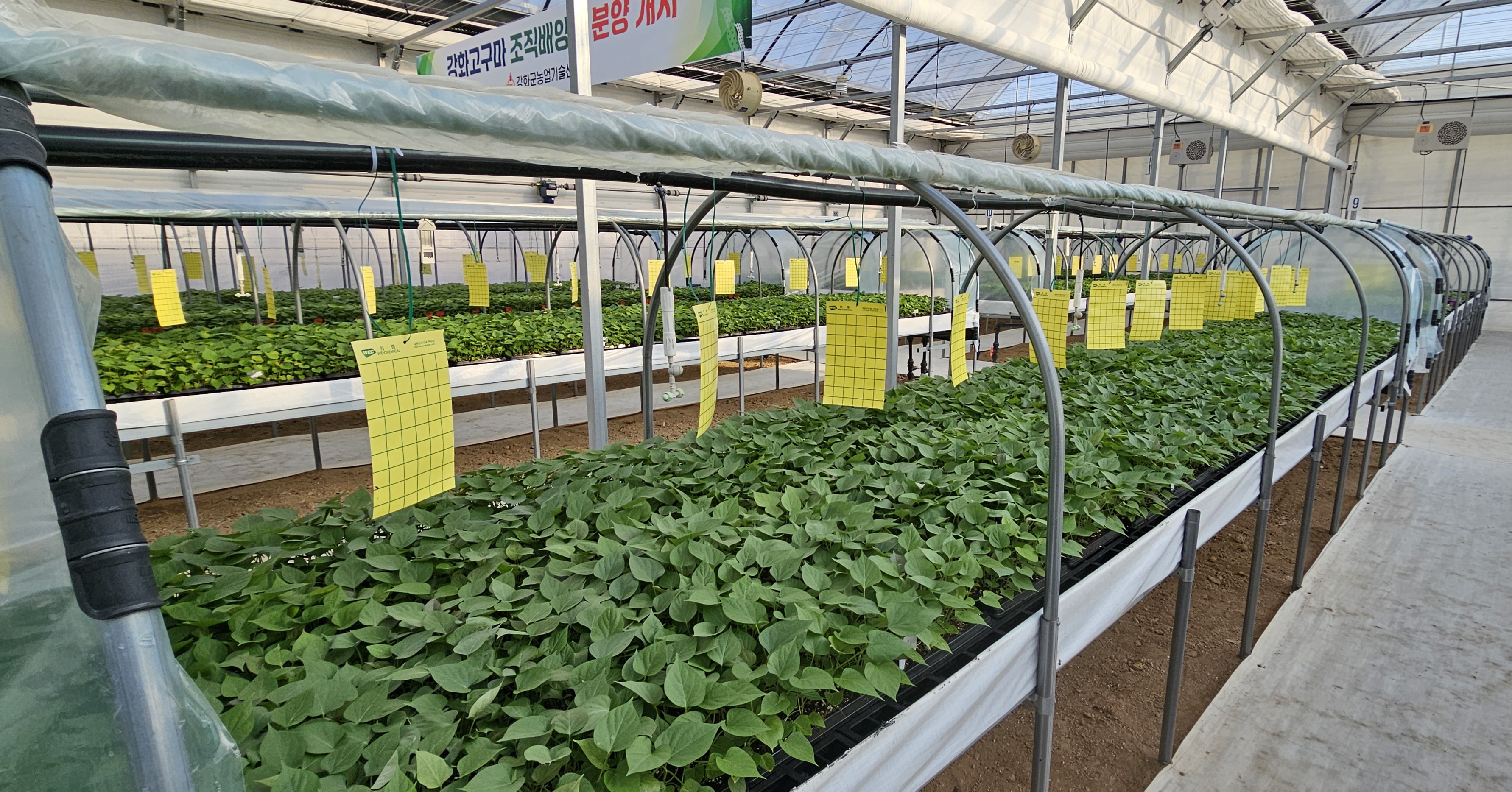 강화군,_바이러스_걱정_줄인_고구마_조직배양묘_3만_1천주_분양(1_고구마_순화온실)