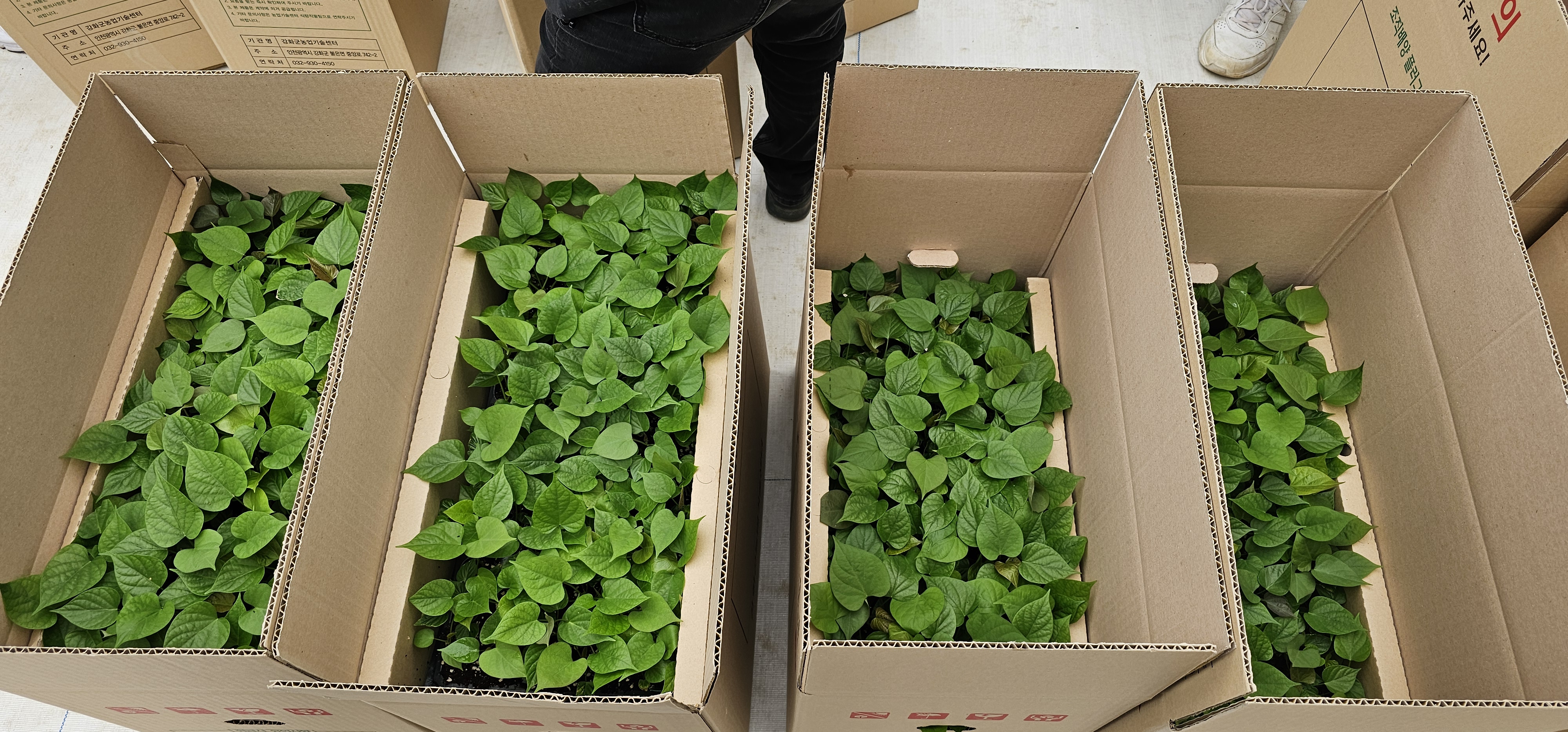 강화군,_바이러스_걱정_줄인_고구마_조직배양묘_3만_1천주_분양(2_고구마_조직배양묘)