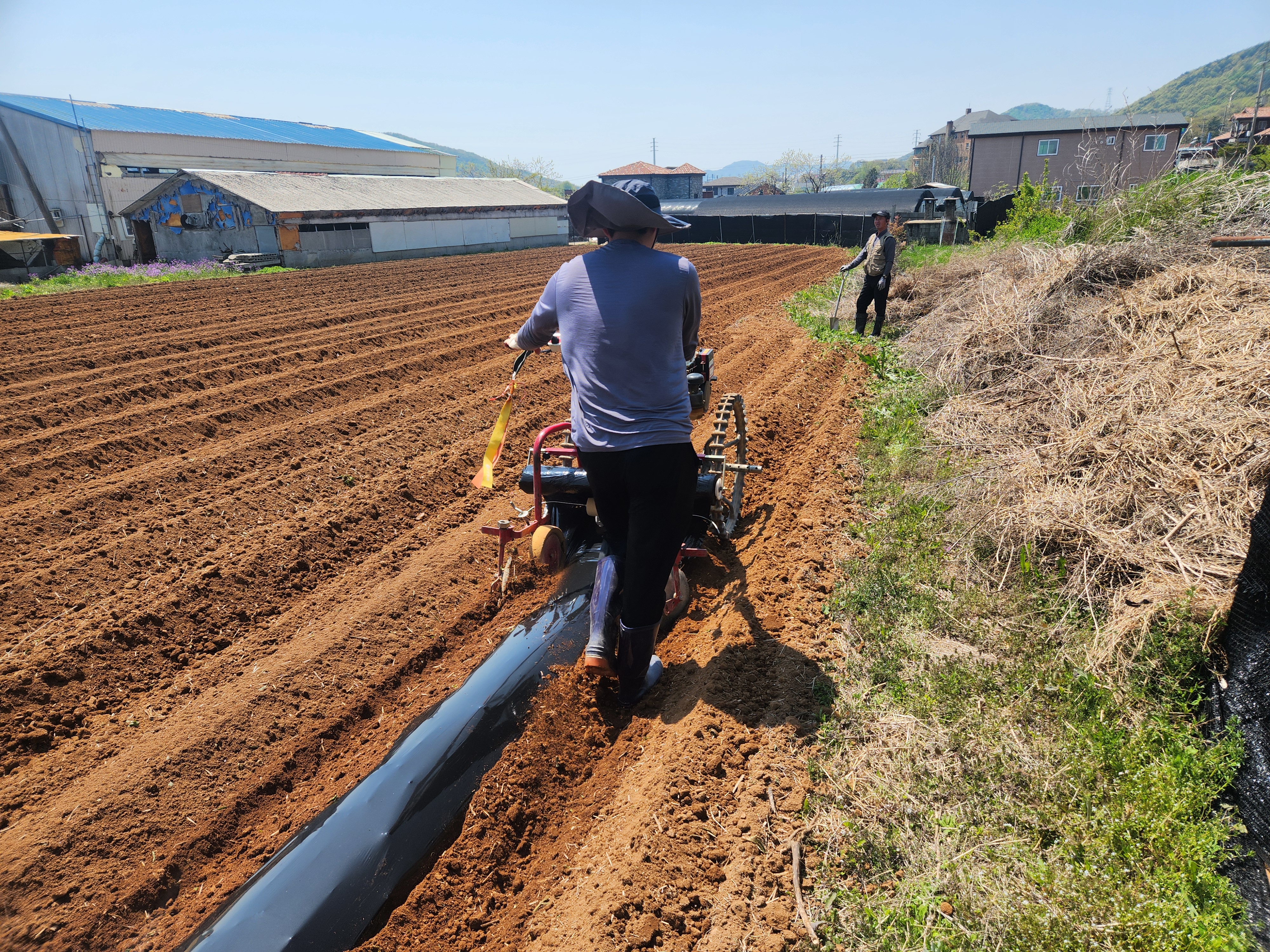 강화군,_밭_농작업_대행_서비스_추진…_농촌_일손_부족_문제_해법_큰_호응(2)