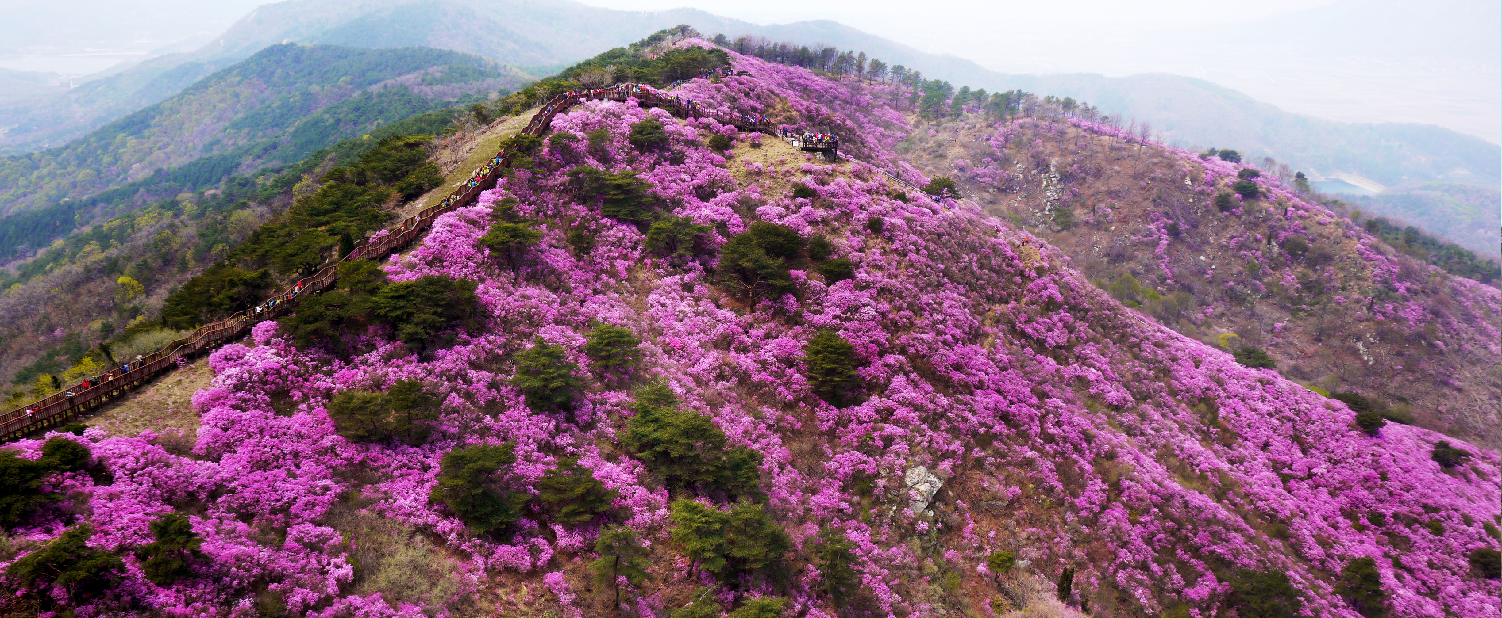 강화군,_고려산_진달래_꽃구경_행사_앞두고_상춘객_맞이_준비_박차(1)
