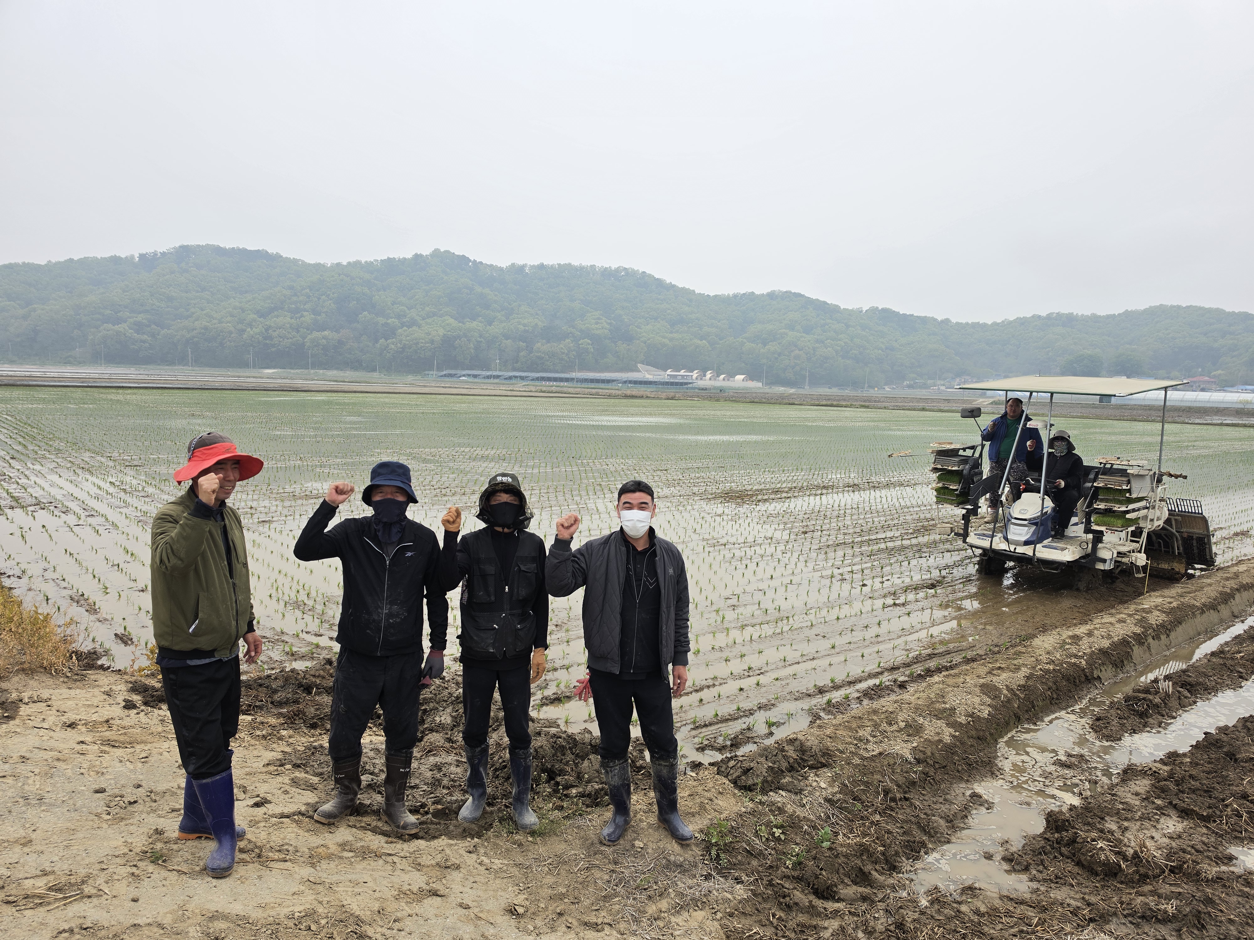 교동면,_초록_물결_시작_모내기_본격_가동…농작업_상황_살펴