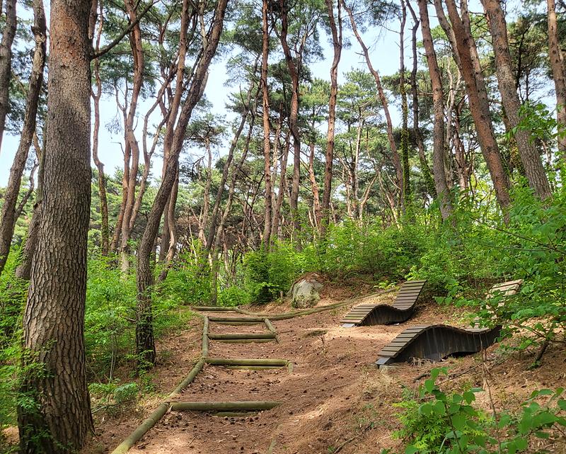 강화군,_‘마니산_치유의_숲’_웰니스_프로그램_운영_시작…_힐링_명소로_인기(2)