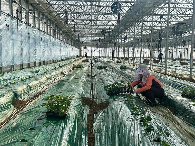 강화군,_한겨울_한파_속_강화섬오이_새해_첫_정식_시작(1)