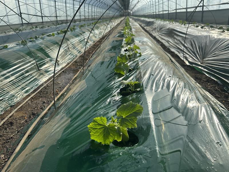 강화군,_한겨울_한파_속_강화섬오이_새해_첫_정식_시작(2)