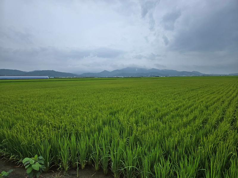 강화군,_신품종_벼_‘강들미’_인기_확산(2_강들미_재배_모습)