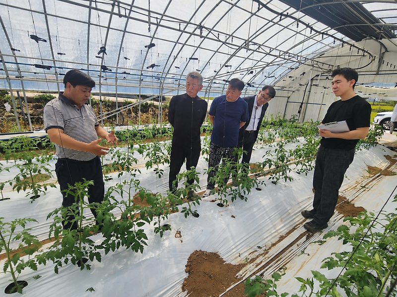 강화군,_시설토마토_농가_맞춤형_영농컨설팅_추진(1)