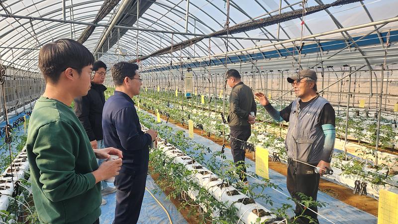 강화군,_토마토_농가_맞춤형_안전교육_진행…_농작업_사고_예방_나서