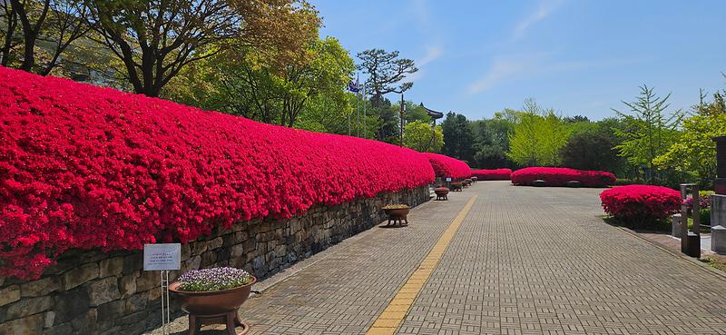 강화군시설관리공단,_갑곶돈대_영산홍_만개_맞춰_야간_무료_개방(2)