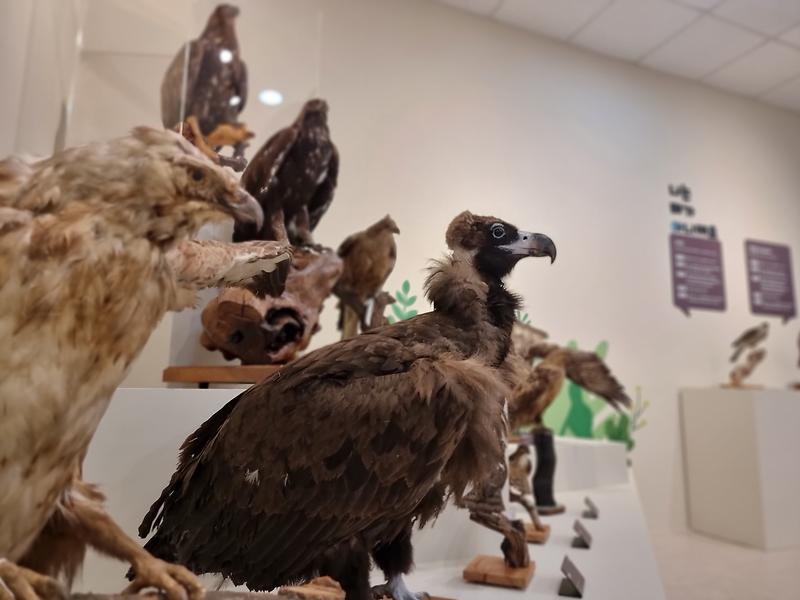 강화자연사박물관,_강화도_하늘의_지배자_‘독수리’_전시로_만난다(2)
