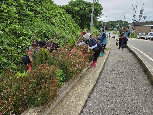 교동면_지역사회보장협의체,_도로변_가을꽃_식재