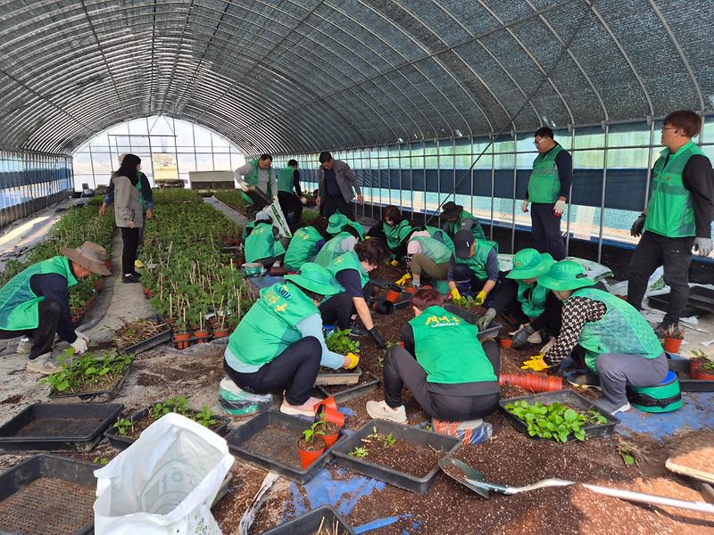 교동면_남녀지도자협의회,_수국_나눔_사업_사후_관리_본격화