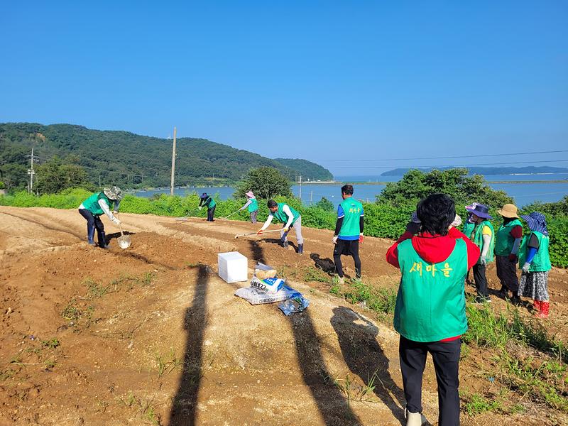 삼산면_새마을남녀지도자회,_사랑의_순무_심으며_나눔_실천