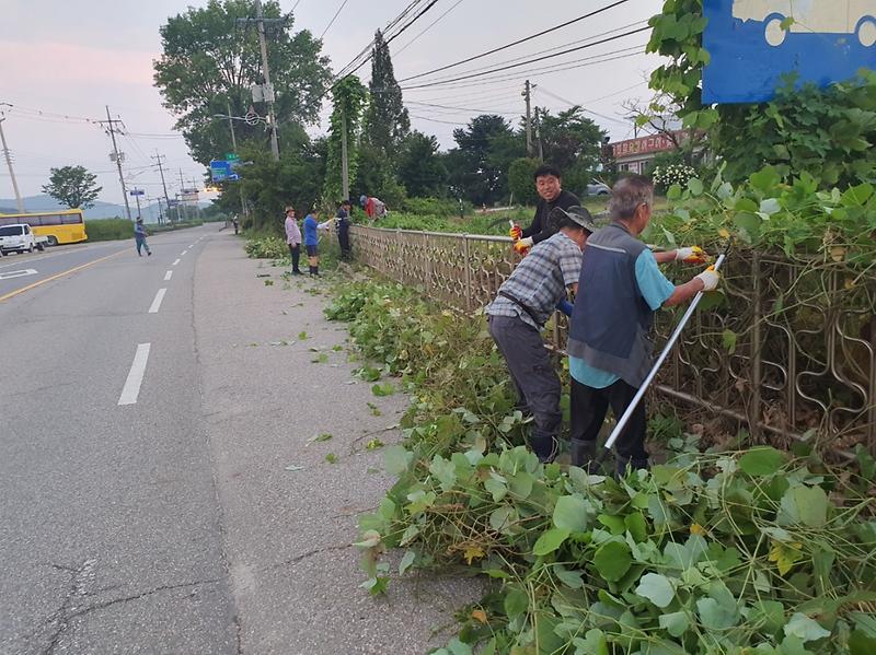 선원면 이장단, 해안 도로변 덩굴식물 제거로 안전 환경 조성 사진