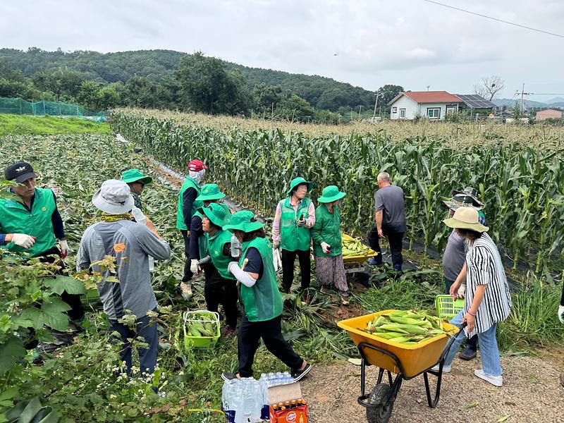 송해면_새마을남녀지도자회,_심고_키우고_나눴다…옥수수_2