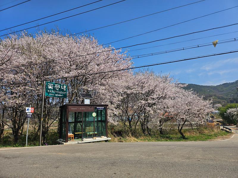 양사면,_봄_절정_풍경