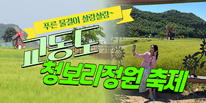 푸른 물결이 살랑살랑🌿｜제1회 교동도 청보리정원 축제🌾 사진