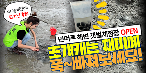 강화 민머루해변 갯벌체험장 전격 OPEN｜조개캐는 재미에 푹~ 빠져보세요😎 사진