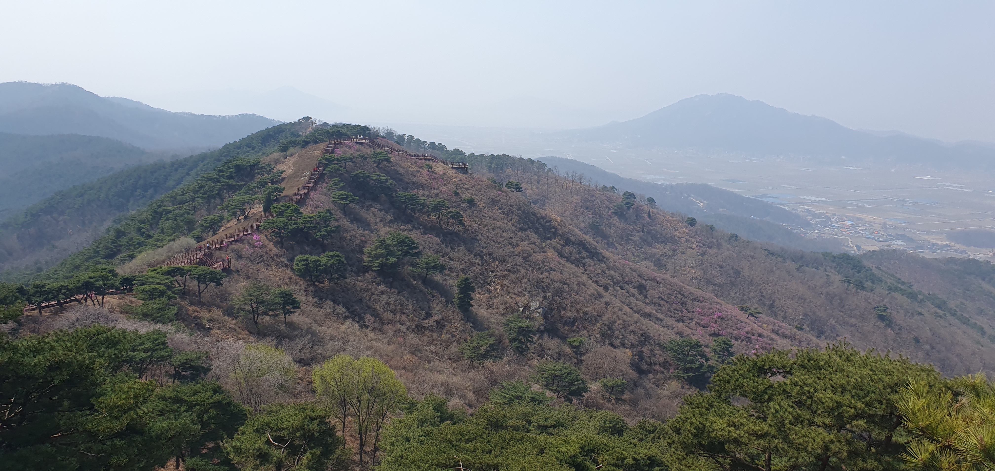 20230401진달래전경_(1).jpg