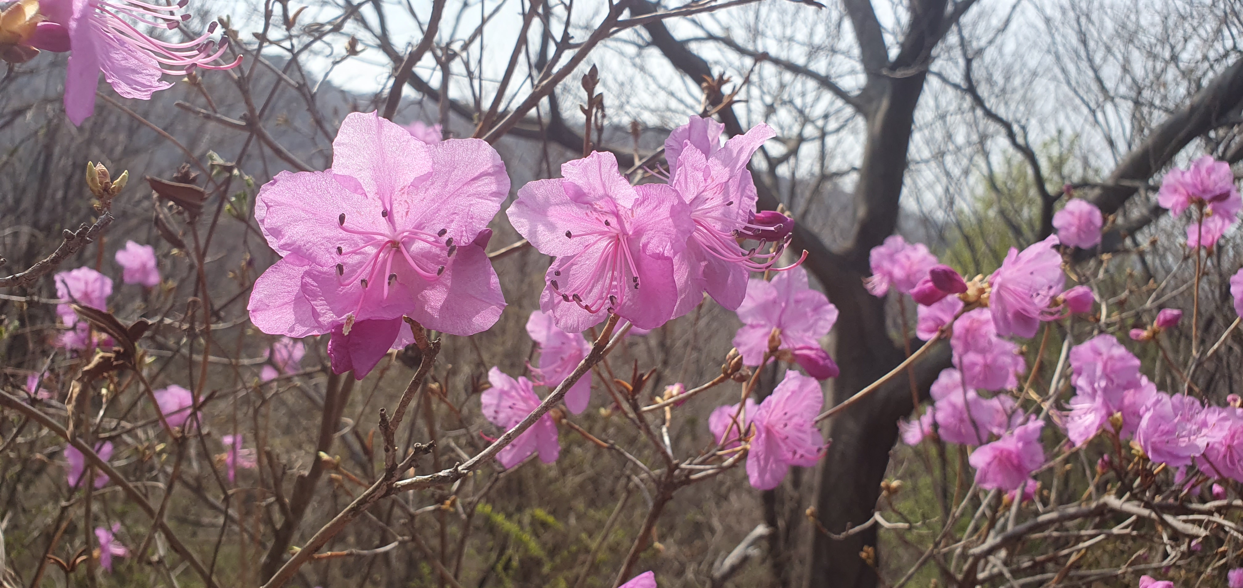 20230401진달래전경_(3).jpg