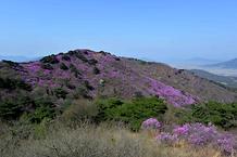 2018. 4. 18. 고려산 진달래 개화상황 