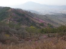 2019 4.14 고려산 진달래 개화현황 