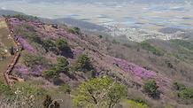 2019 4.15 고려산 진달래 개화현황 