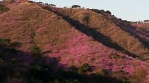  2016. 4. 11. 고려산진달래축제 개화현황 
