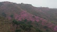  2016. 4. 12. 고려산진달래축제 개화현황 