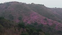  2016. 4. 13. 고려산진달래축제 개화현황 