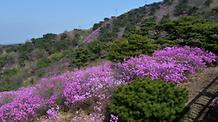  2016. 4. 14. 고려산진달래축제 개화현황 